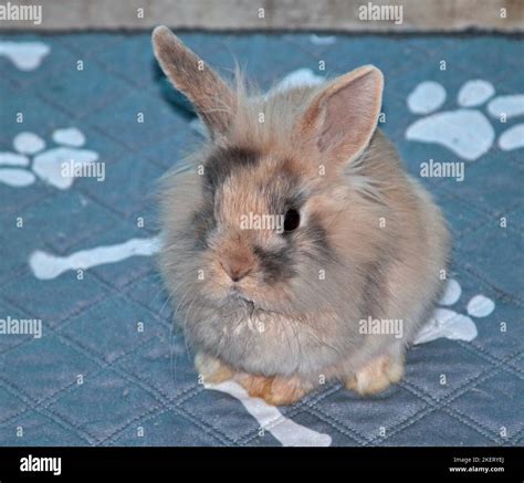 Juvenile Mini Lion Lop Rabbit Buck (16 weeks Stock Photo - Alamy