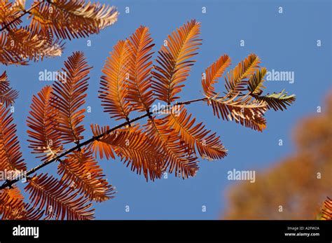 Metasequoia glyptostroboides leaves in autumn Stock Photo - Alamy