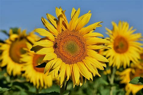 Cole Maternelle Ecole Les Tournesols Abidjan