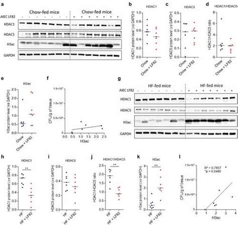 Full Article Epigenetic Master Regulators Hdac And Hdac Control