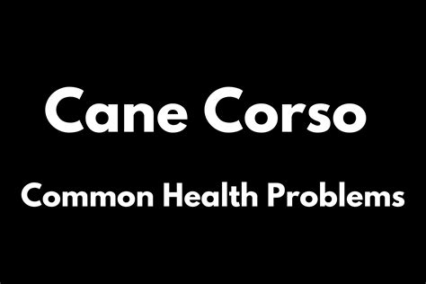 Cane Corso’s Most Common Health Problems | 2022 Guide - Mastiff Web