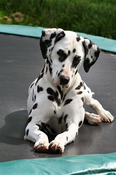 Rules of the Jungle: The Dalmatian puppies