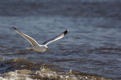 Vuelo De La Gaviota Sobre El Mar Imagen Costera De La Fauna Con El Sp