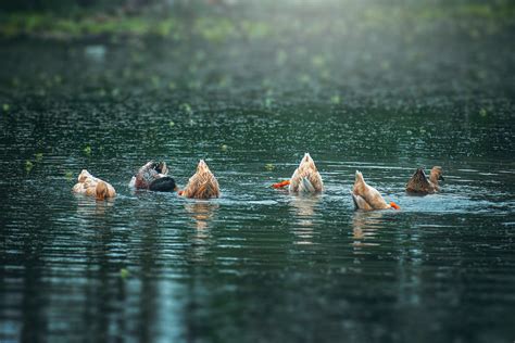 A group of ducks swimming in a lake · Free Stock Photo