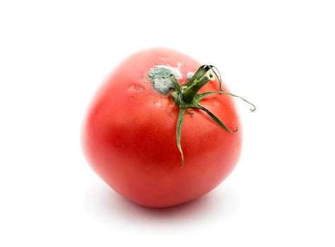 Rotten Tomato Stock Photos Pictures And Royalty Free Images Istock