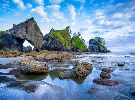 interesting facts  olympic national park fact bud
