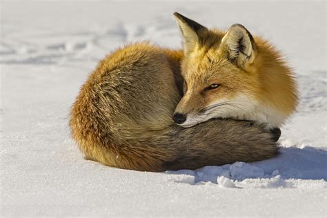 Red Fox Resting Photograph By Susan Candelario Fine Art America