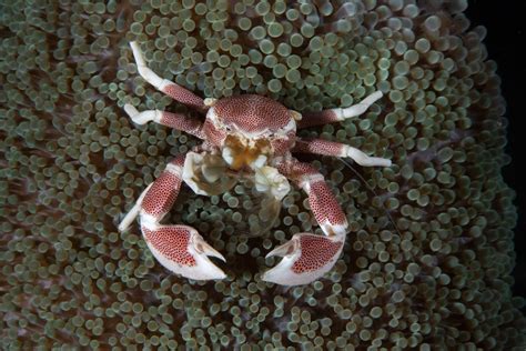 Why Crustaceans Keep Evolving To Look Like Crabs And How To Tell True Crabs From False Ones