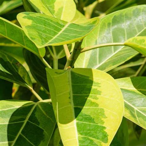 Ficus Elastica Altissima Single Plant Buy 6000 Plants Seeds Pots