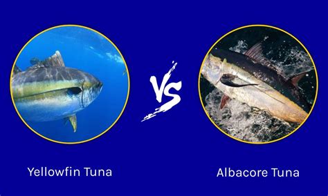 yellowfin tuna  albacore whats  difference   animals