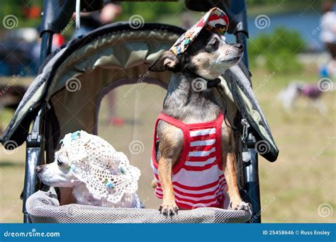 Dos Peque Os Perros En Trajes Se Sientan En Cochecito Foto Editorial