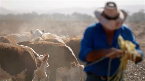 NSW Farmers Warn Orange Juice Shortage About To Hit Australian