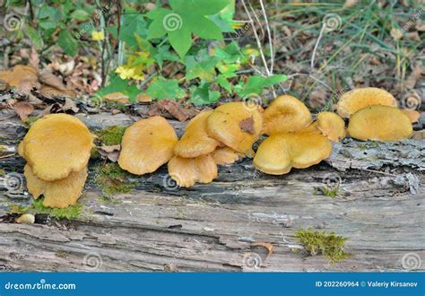 Edible Mushrooms on Tree 29 Stock Photo - Image of details, close ...