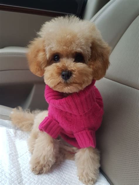 Pin By Xofattie 😍 On Cuddly Wuddly Teacup Poodle Puppies Poodle