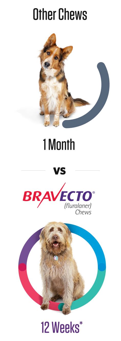 Bravecto Chews for Dogs - us-bravecto-com