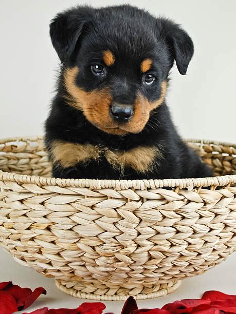 200+ Red Rottweiler Puppies Stock Photos, Pictures & Royalty-Free ...