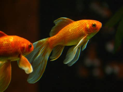 Peixe Dourado De Agua Doce Ou Salgada Librain