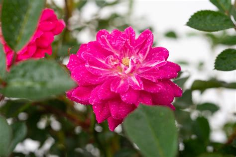 Rose Purple Rain® - Rosa Purple Rain günstig kaufen