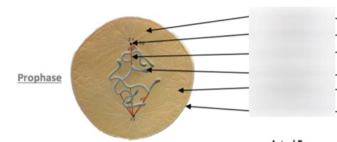 Animal Cell: Prophase Diagram | Quizlet