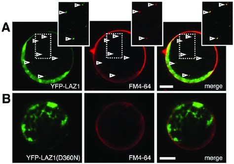 Subcellular Localisation Of LAZ1 A Confocal Images Of Arabidopsis