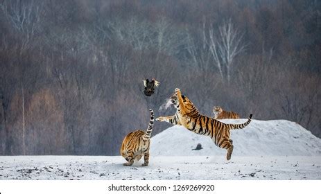 Siberian Tiger Jump Catches Prey Very Stock Photo 1269269920 | Shutterstock