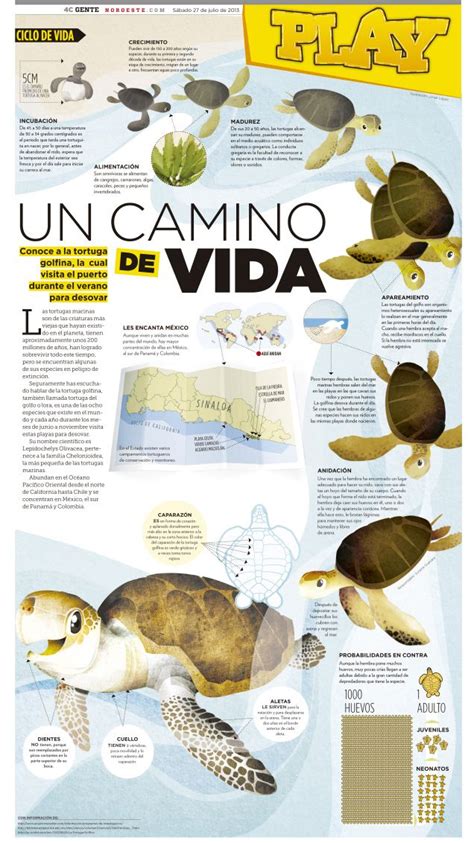 Ciclo De Vida De Una Tortuga