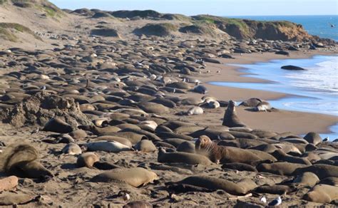 Where To See Sea Lions In California