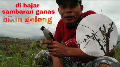 Mikat Burung Kutilang Di Hajar Sambaran Ganas Youtube