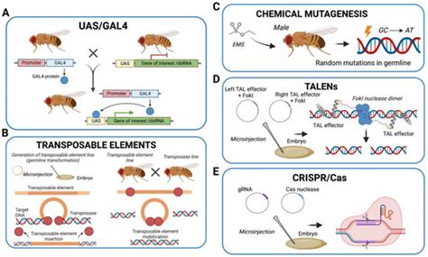 Biomolecules Free Full Text Mitochondrial Neurodegeneration