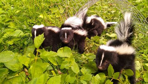 What Attracts Skunks To Your Yard Skedaddle Oakville