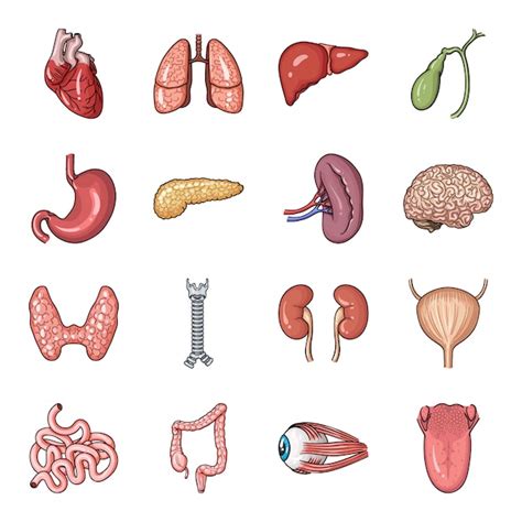 Premium Vector Human Organ Cartoon Set Icon Anatomy Body Isolated