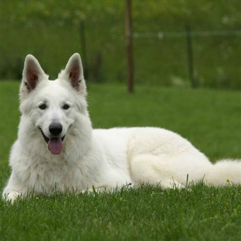 Berger Blanc Suisse Breed Guide - Learn about the Berger Blanc Suisse.