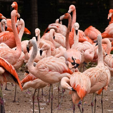 Closeup Of A Group Of Flamingos Stock Image Image Of Africa Beak