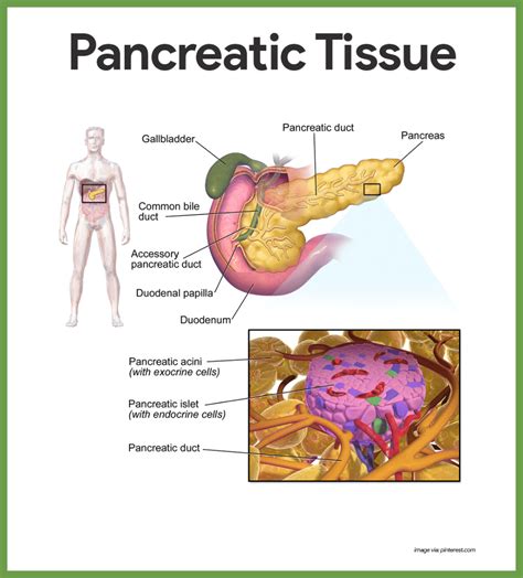 Endocrine system anatomy and physiology – Artofit