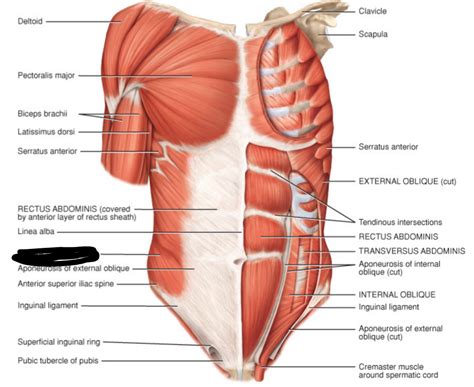 Anatomy Of Rib Muscles Anatomical Charts Posters