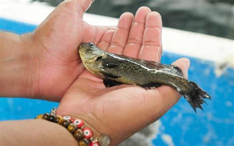 Científicos de la UABC liberarán 20 mil crías de pez totoaba especie