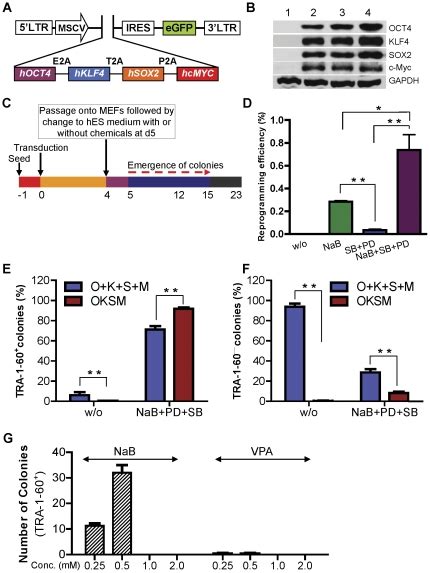 A Schematic Representation Of Retroviral Expression Vector Pmigr