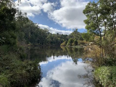 10 Best Hikes And Trails In Wombat State Forest AllTrails