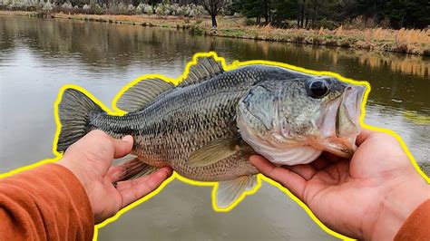 Pond Hopping For Md Bass Prespawn Bass Fishing Youtube