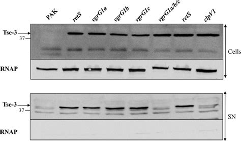 Vgrg Dependent Secretion Of Tse Cell Extracts Cells And Proteins