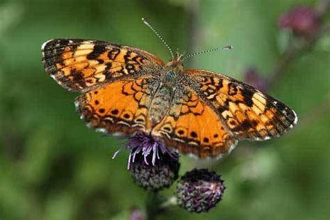 15 Types Of Butterflies In Michigan Pictures Wildlife Informer