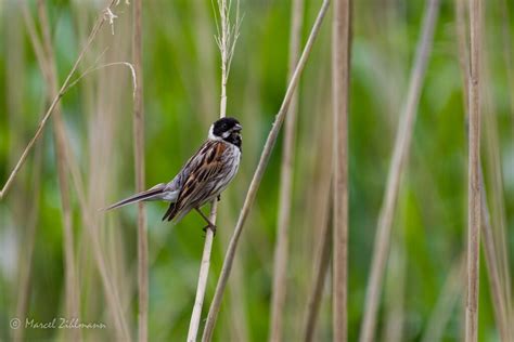 common reed bunting | BirdForum