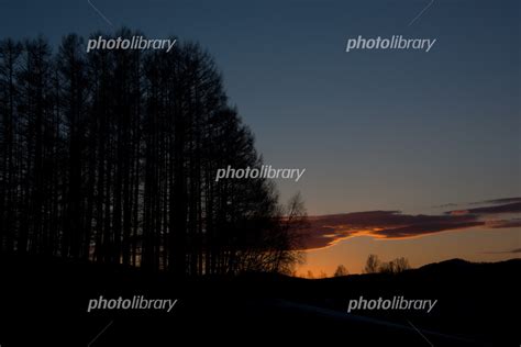 春の夕暮れの空とカラマツ林 美瑛町 写真素材 6311332 フォトライブラリー Photolibrary