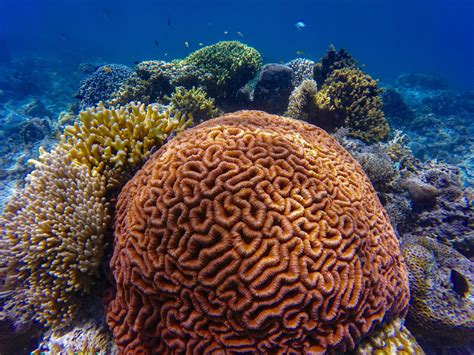 Ecosystem Resilience Mapping The Future For Coral Reefs Elife