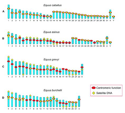 Schematic Representation Of The Chromosomal Distribution Of Satellite