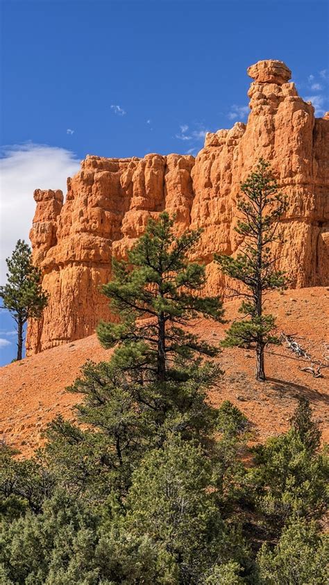 Drzewa I Ska Y W Parku Narodowym Bryce Canyon Tapeta Na Telefon