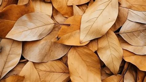 Closeup Of Dry Withered Yellow Autumn Leaves Creating A Background