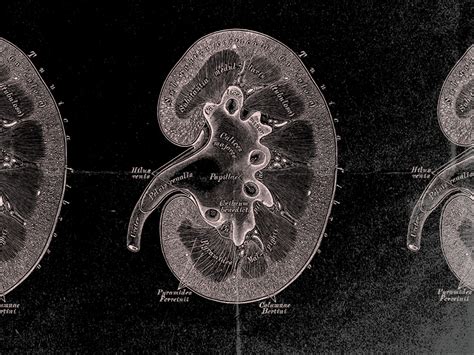 Kidney medulla: Anatomy, function, and medical conditions