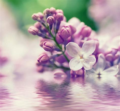 Premium Photo Branch Of Lilac Flowers