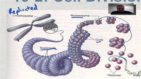 Describe the Organization of the Eukaryotic Chromosome